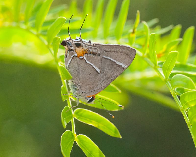 Gray Hairstreak - Georgia