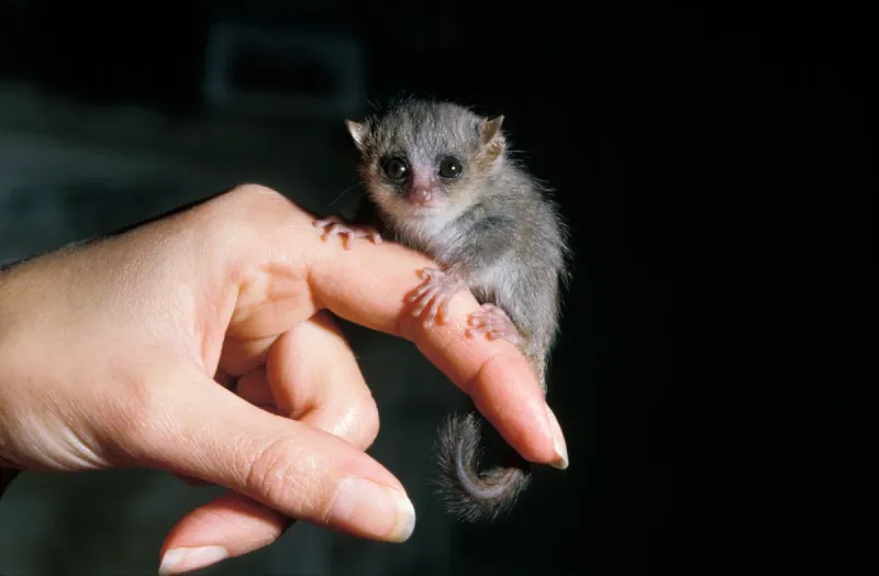 Gray Mouse Lemur