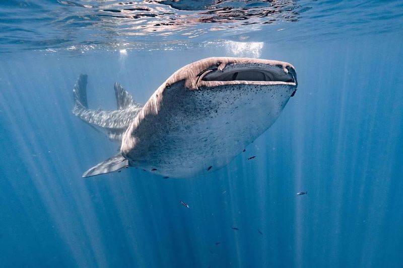 Whale Shark