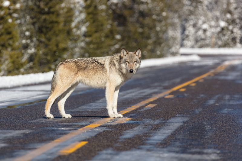 Gray Wolf