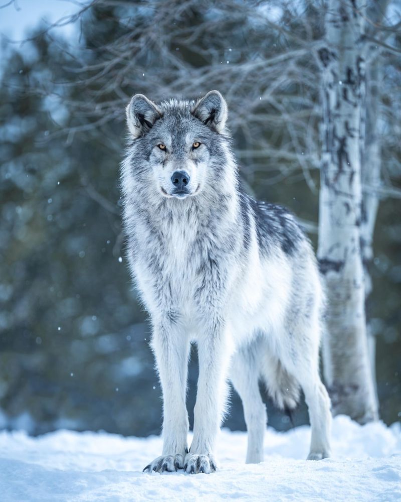 Gray Wolf