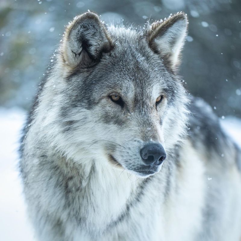 Gray Wolf