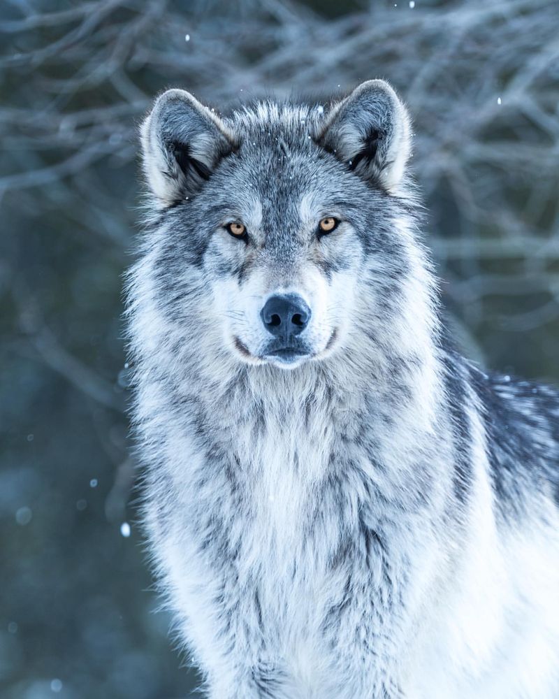 Gray Wolf