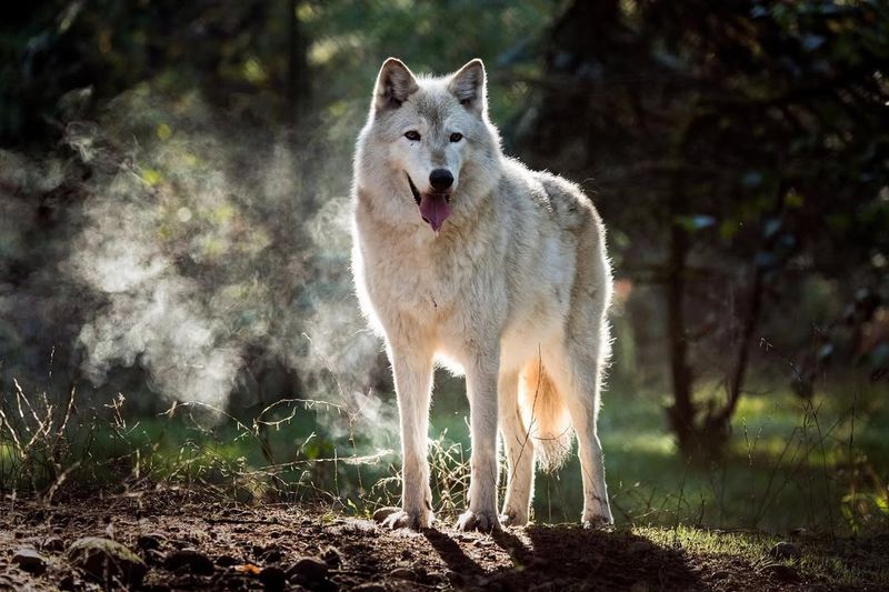 Gray Wolf