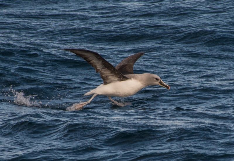 Gray-headed Albatross