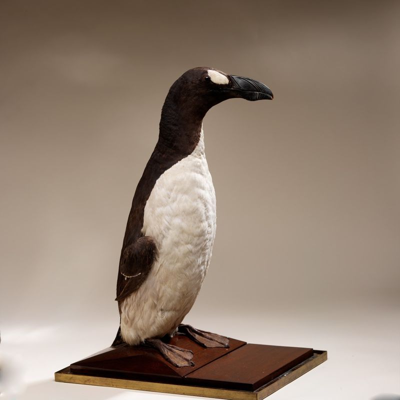 Great Auk