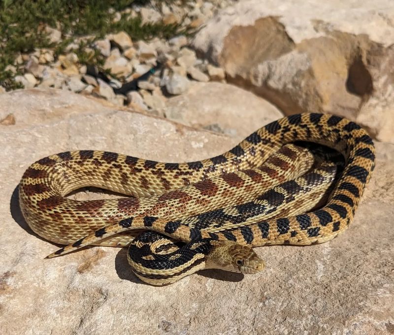 Great Basin Gopher Snake - Utah