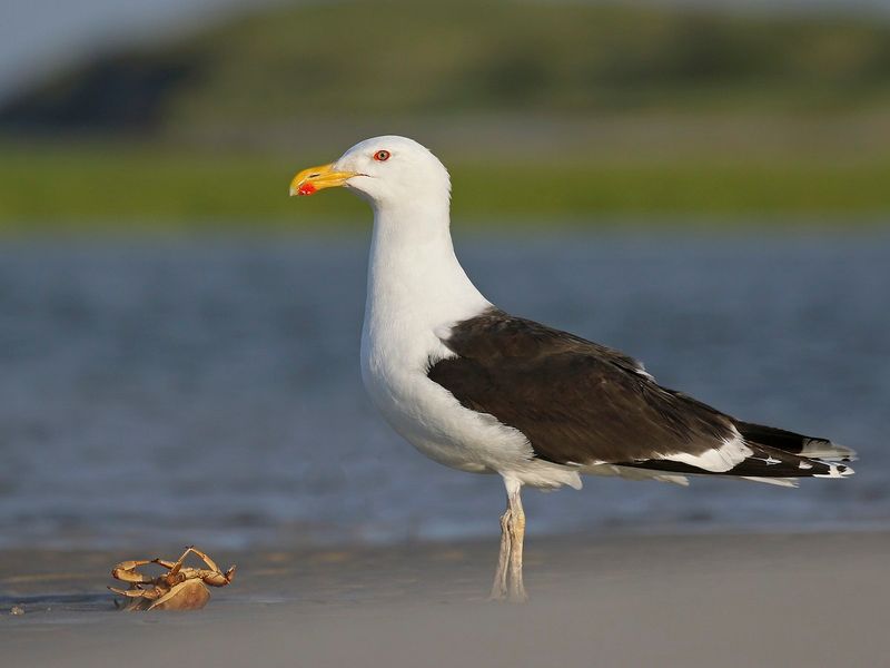 Great Black-backed Gull in Maine