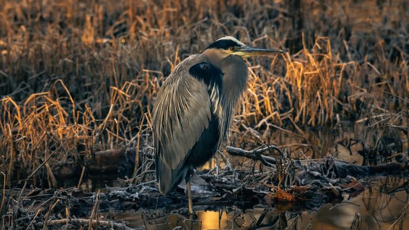 Great Blue Heron