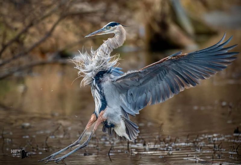 Great Blue Heron