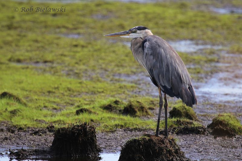 Great Blue Heron in Virginia