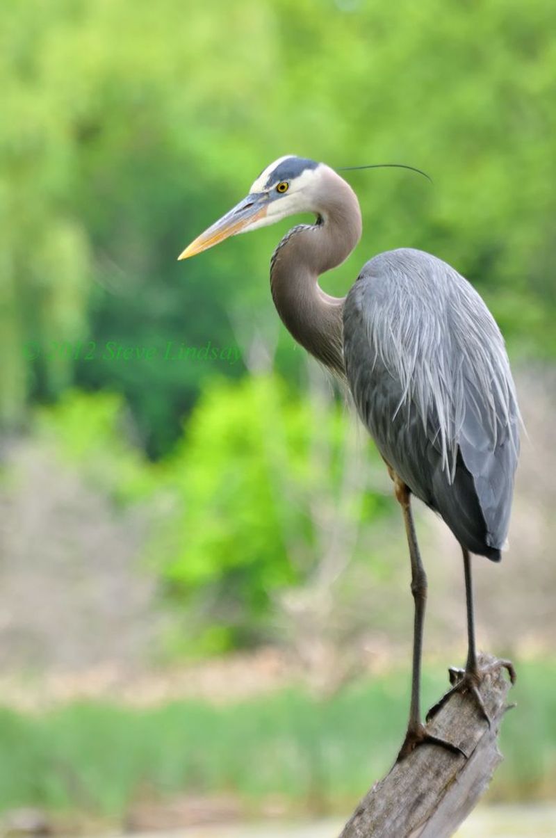 Great Blue Heron