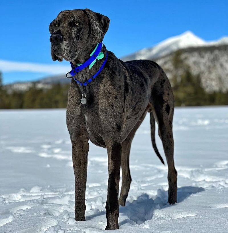 Great Dane