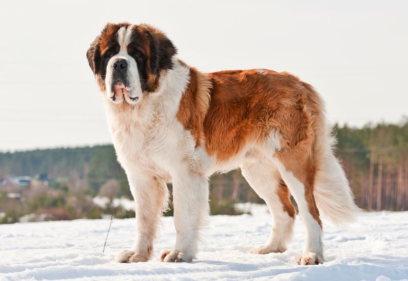 Saint Bernard