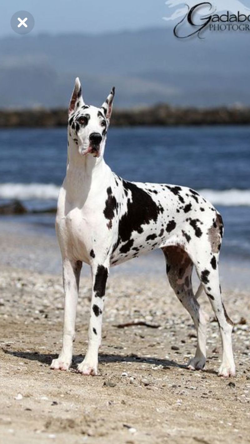 Great Dane