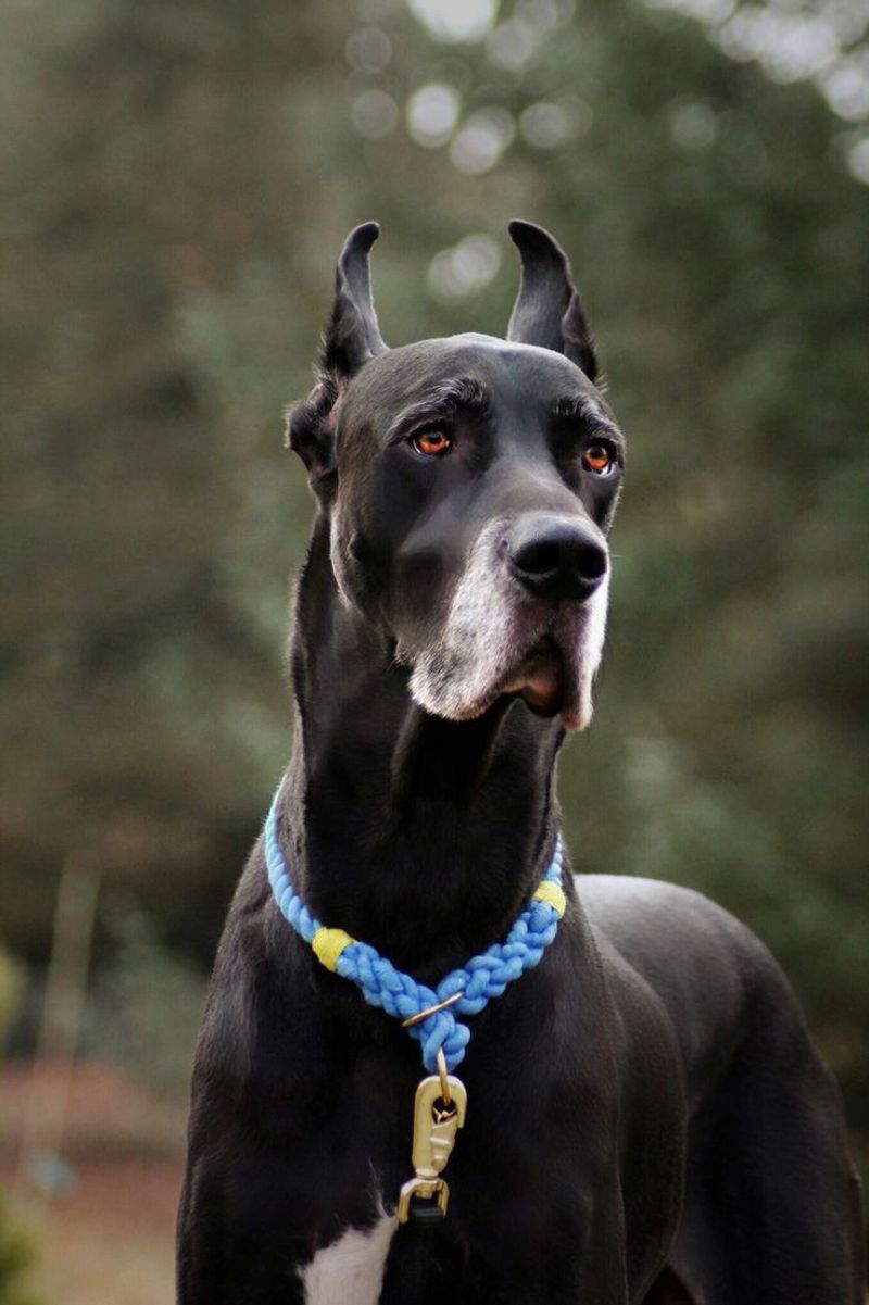 Great Dane