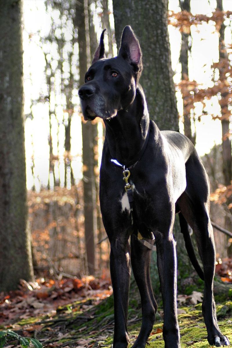 Great Dane