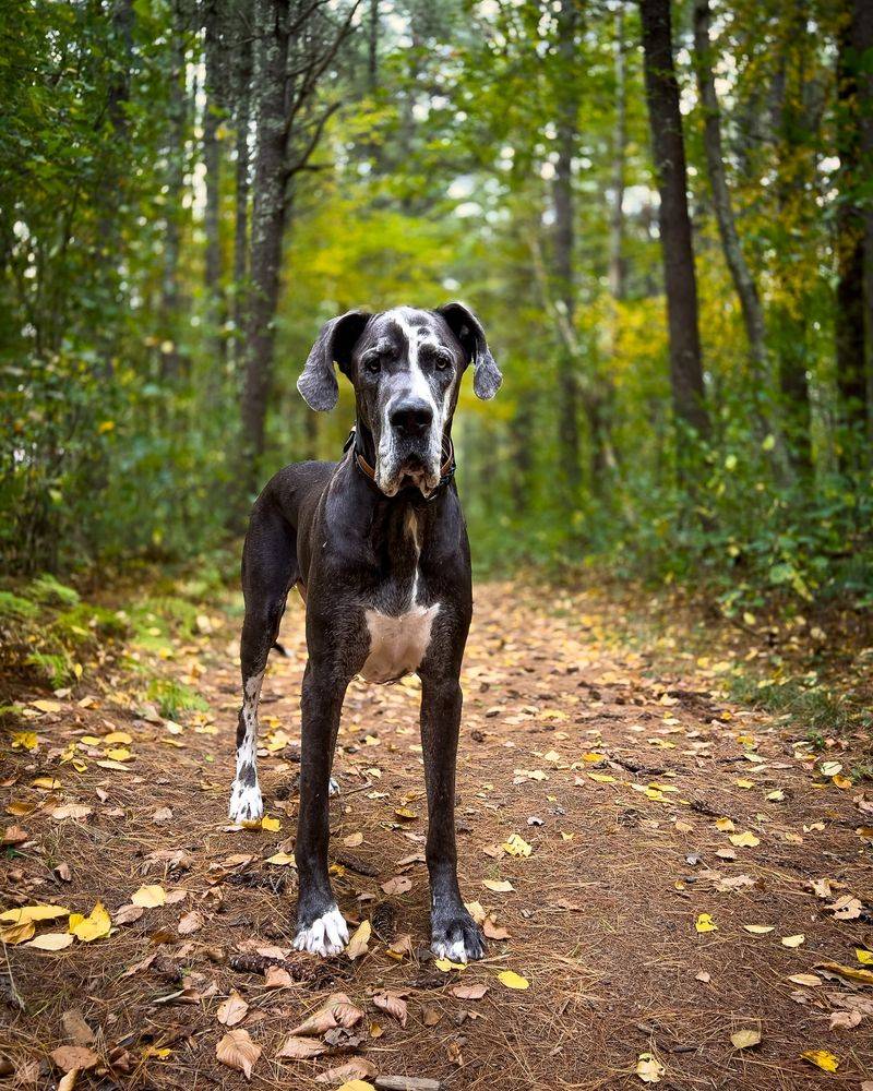 Great Dane