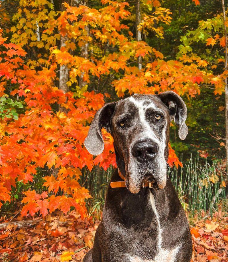 Great Dane