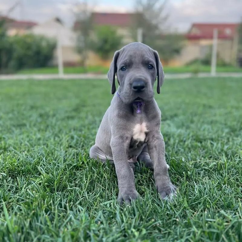 Great Dane Puppy