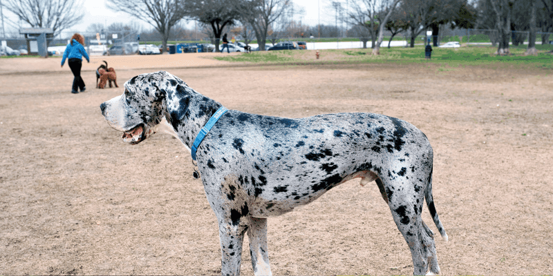 Great Dane