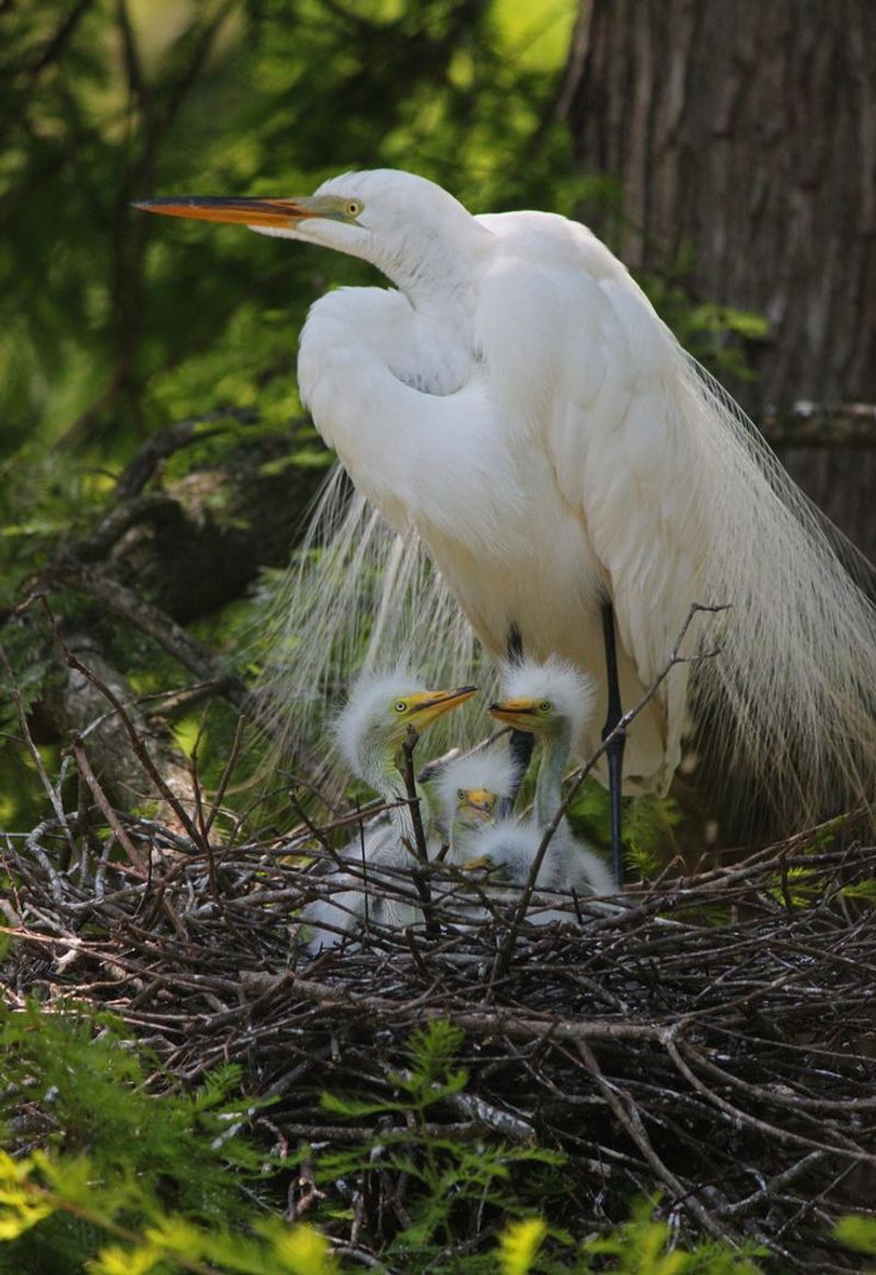 Great Egret