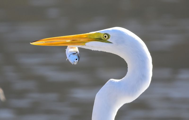 Great Egret in Louisiana