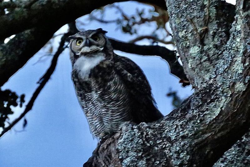 Great Horned Owl