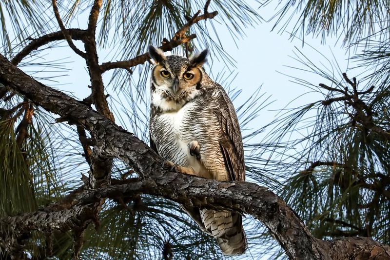 Great Horned Owl