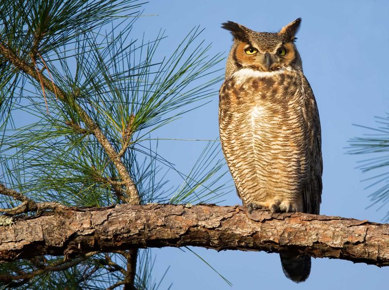 Great Horned Owl