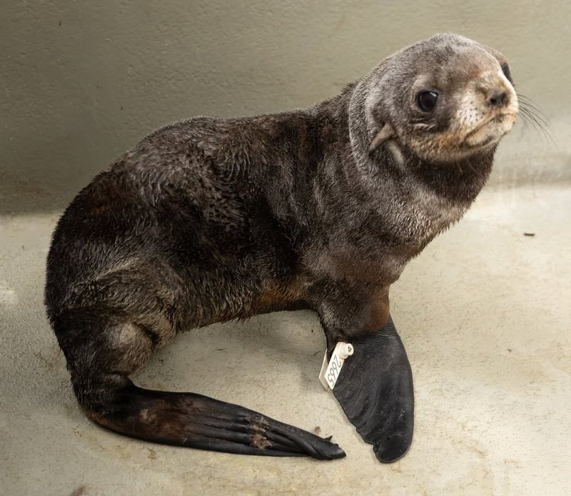 Northern Fur Seal