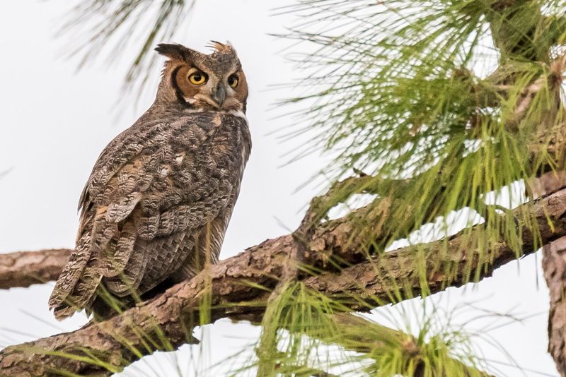 Great Horned Owl in Florida