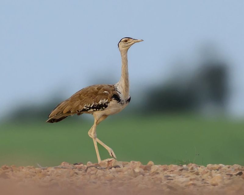 Great Indian Bustard