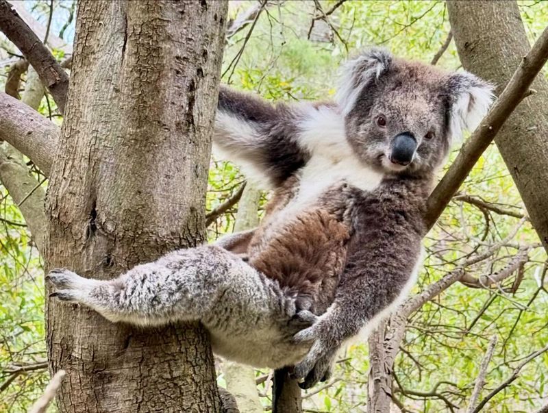 Great Otway National Park, Australia