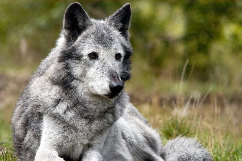 Great Plains Wolf