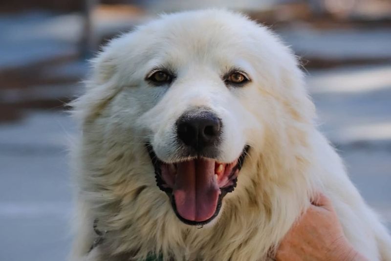 Great Pyrenees