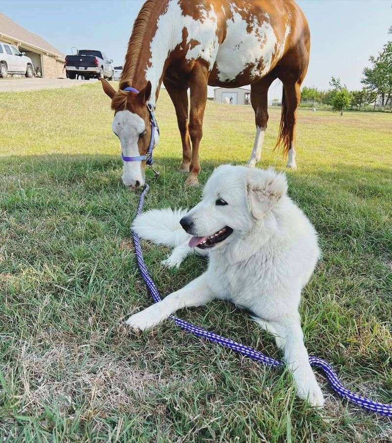 Great Pyrenees