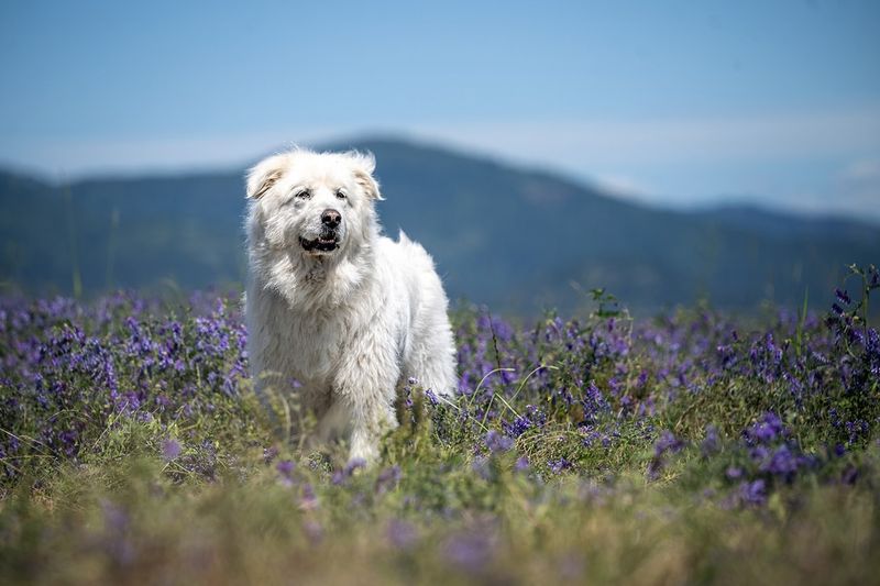 Great Pyrenees