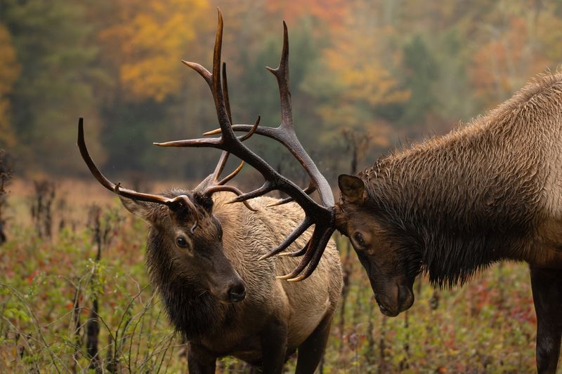 Great Smoky Mountains National Park, North Carolina/Tennessee