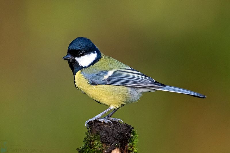 Great Tit