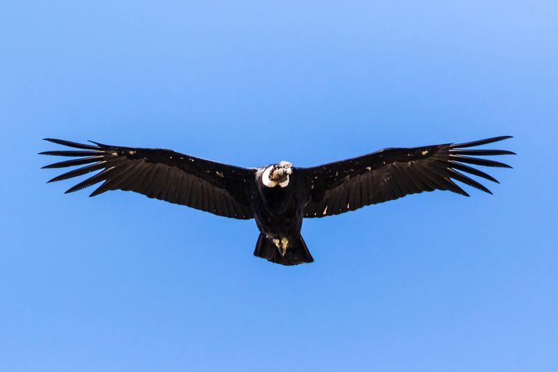 Andean Condor