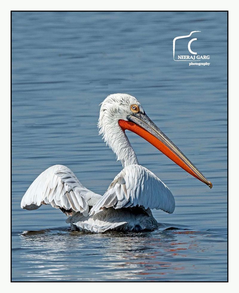 Great White Pelican