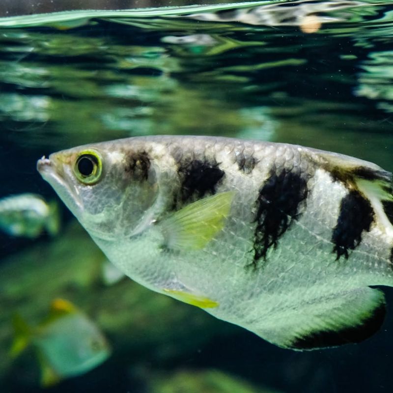 Archerfish – Water-shooting Accuracy