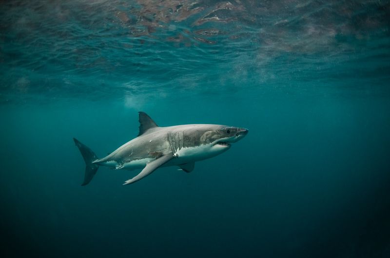 Great White Shark