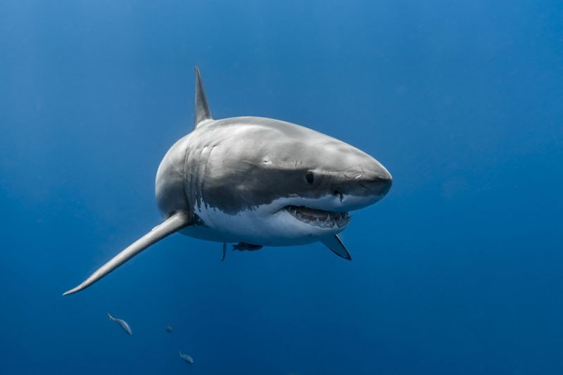 Great White Shark