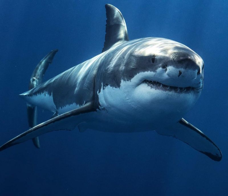 Great White Shark