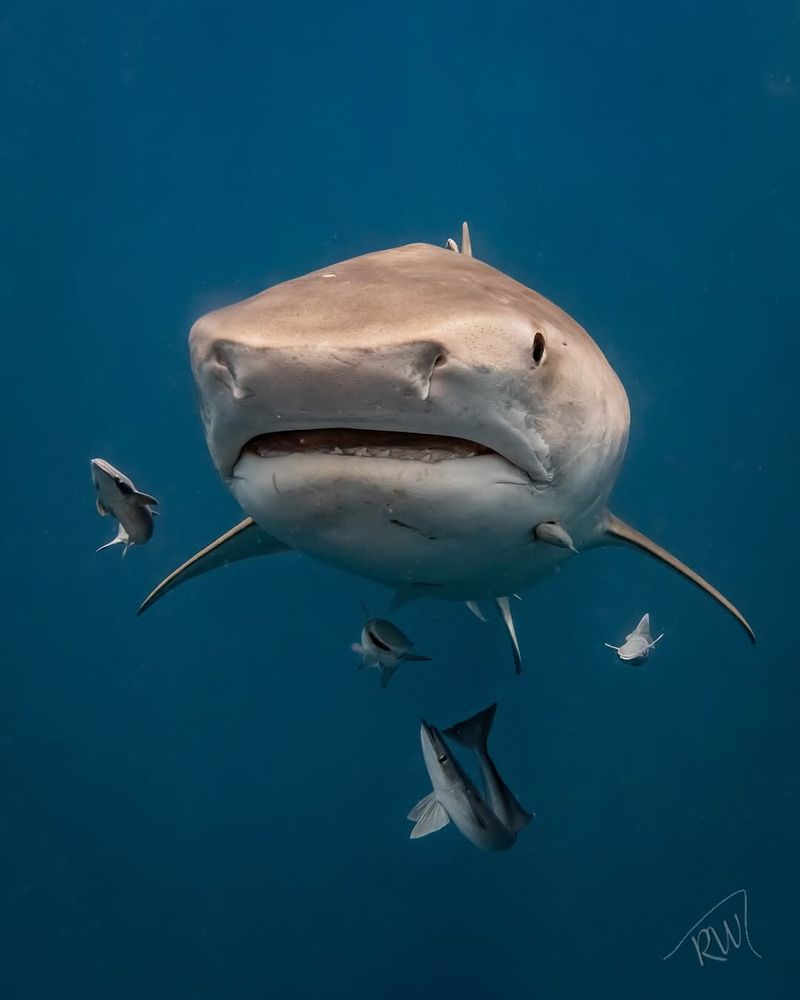 Tiger Shark