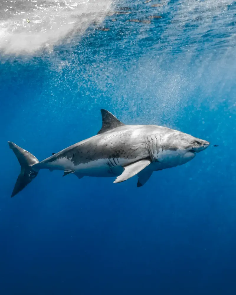 Great White Shark Anatomy