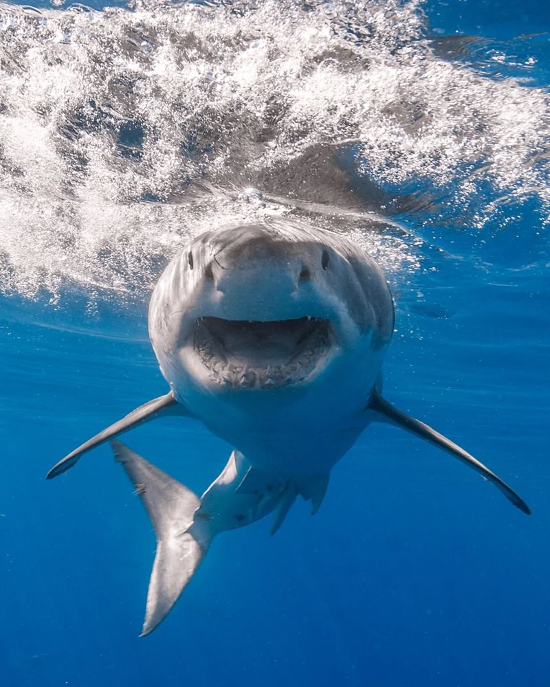 Great White Shark