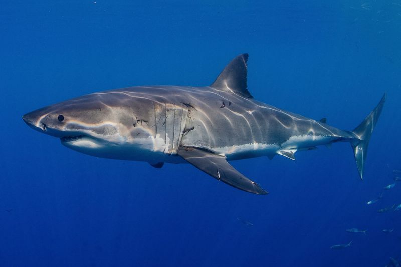 Great Whites Are Vulnerable To Tonic Immobility